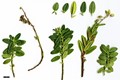 SpeciesSub: subsp. grandiflorum